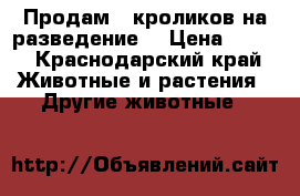 Продам   кроликов на разведение. › Цена ­ 800 - Краснодарский край Животные и растения » Другие животные   